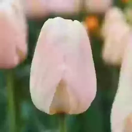 Apricot Pride